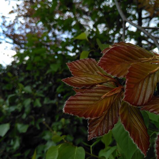 Fagus sylvatica: Plant in habitat Garden in the NatureSpots App