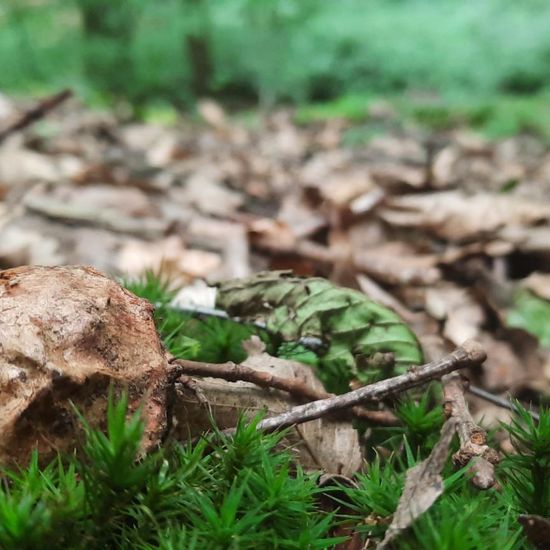 Gallwespen: Tier im Habitat Wald der gemäßigten Breiten in der NatureSpots App