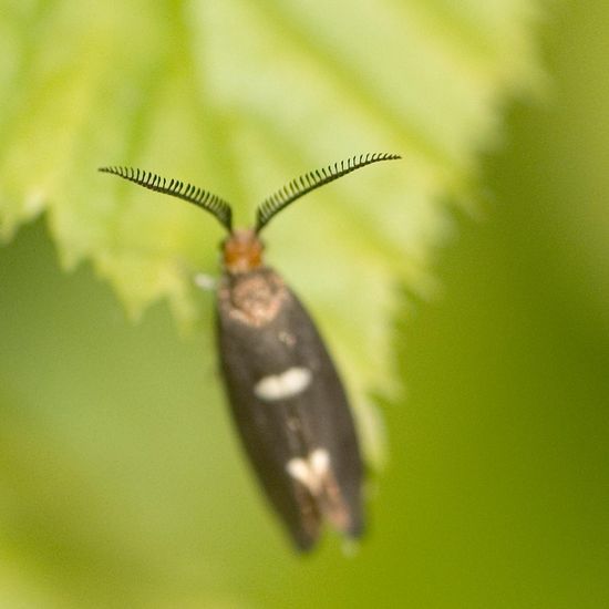 Incurvaria masculella: Tier im Habitat Garten in der NatureSpots App