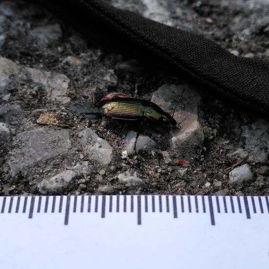 Poecilus versicolor: Tier im Habitat Strasse/Verkehr in der NatureSpots App