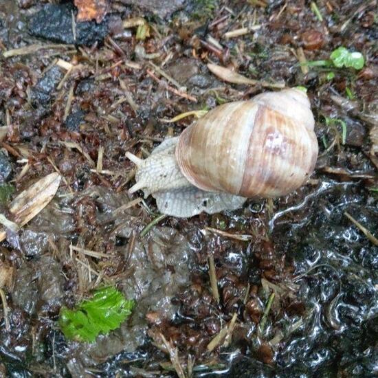 Weinbergschnecke: Tier im Habitat Halb-natürliches Grasland in der NatureSpots App