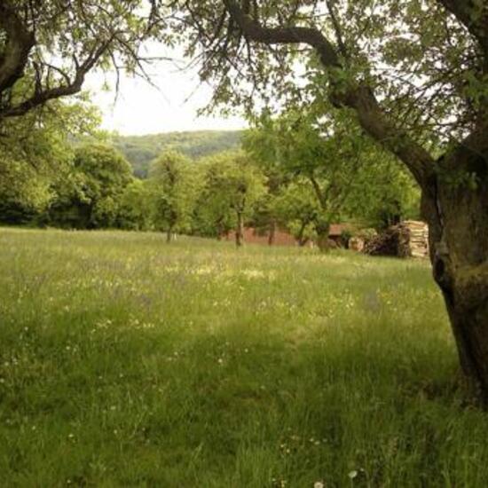 Landschaft: Grasland und Büsche im Habitat Naturnahe Wiese in der NatureSpots App