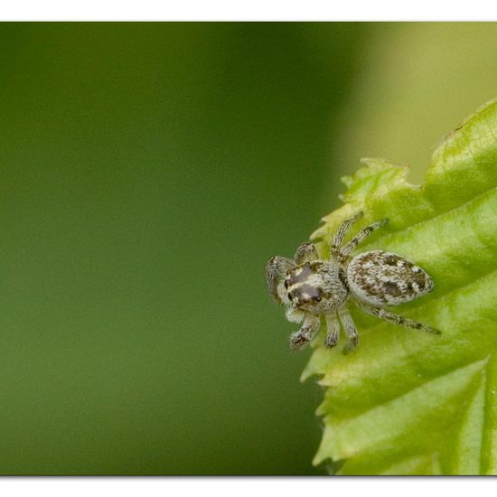 Macaroeris nidicolens: Tier im Habitat Garten in der NatureSpots App