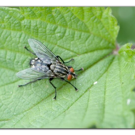 Graue Fleischfliege: Tier im Habitat Strasse/Verkehr in der NatureSpots App