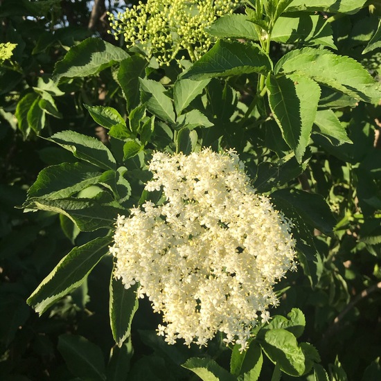 Sambucus nigra: Plant in habitat Crop cultivation in the NatureSpots App