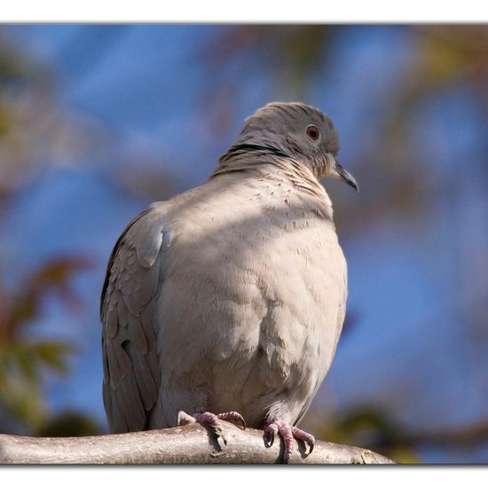 Eurasian Collared Dove: Animal in habitat Garden in the NatureSpots App