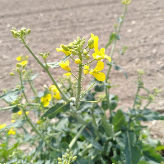 Rapeseed: Plant in habitat Buffer strip in the NatureSpots App