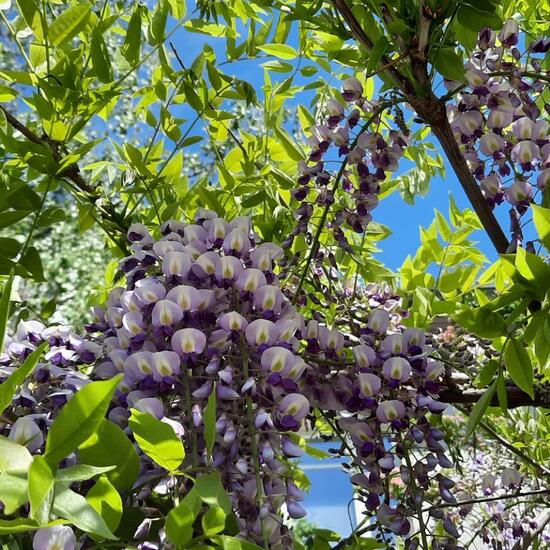 Chinesische Wisteria: Pflanze im Habitat Garten in der NatureSpots App