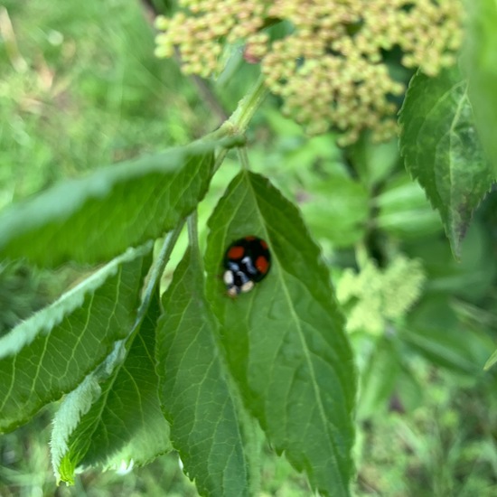 andere Art: Tier im Habitat Garten in der NatureSpots App