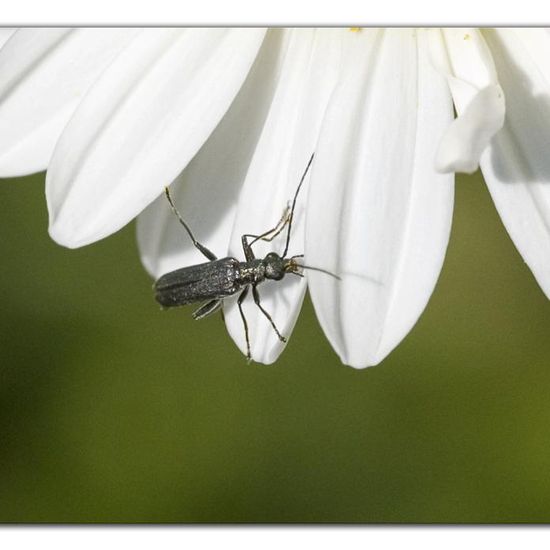 Grüner Scheinbockkäfer: Tier im Habitat Naturnahe Wiese in der NatureSpots App