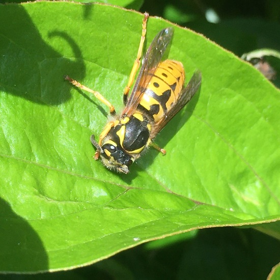 Vespula germanica.: Animal in habitat Garden in the NatureSpots App