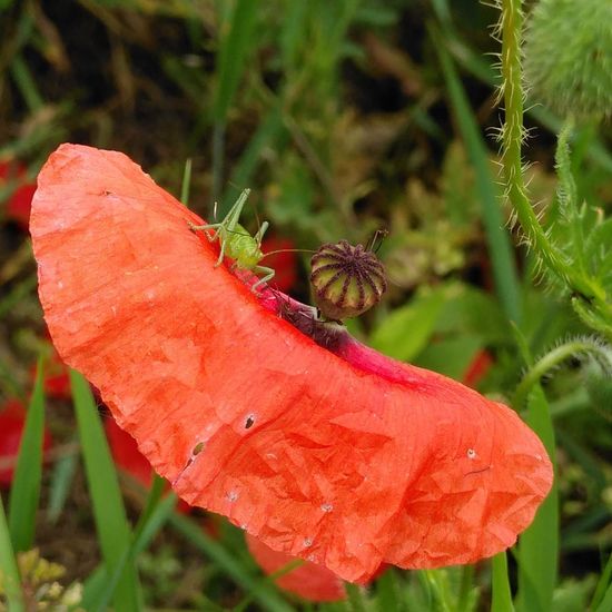 Grünes Heupferd: Tier im Habitat Ackerrandstreifen in der NatureSpots App