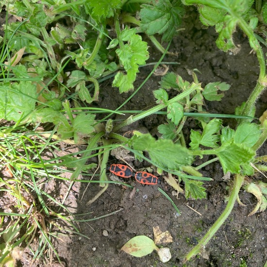 Gemeine Feuerwanze: Tier in der Natur in der NatureSpots App