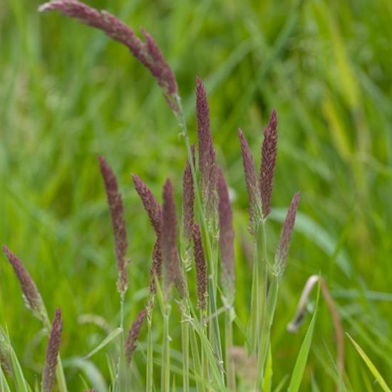 Holcus lanatus: Pflanze im Habitat Ackerrandstreifen in der NatureSpots App