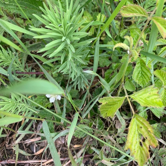 Euphorbia cyparissias: Plant in nature in the NatureSpots App