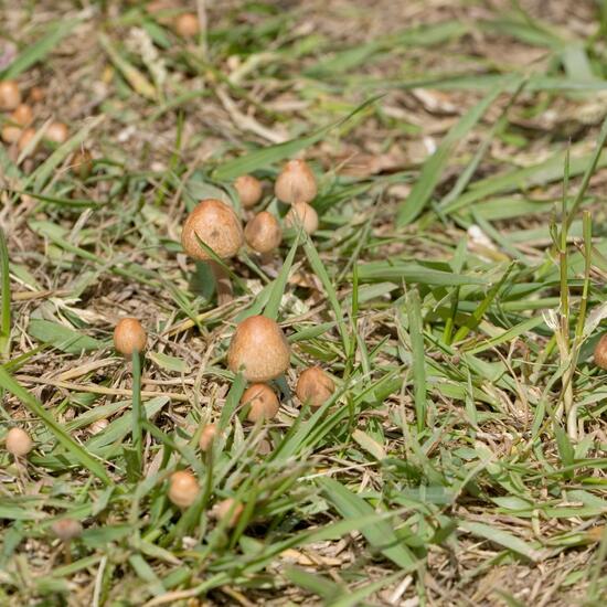 Psilocybe semilanceata: Mushroom in habitat Semi-natural grassland in the NatureSpots App