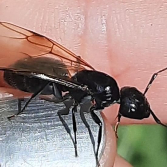 Glänzendschwarze Holzameise: Tier im Habitat Stadt und Garten in der NatureSpots App