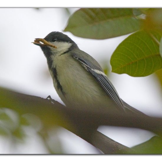 Kohlmeise: Tier im Habitat Garten in der NatureSpots App