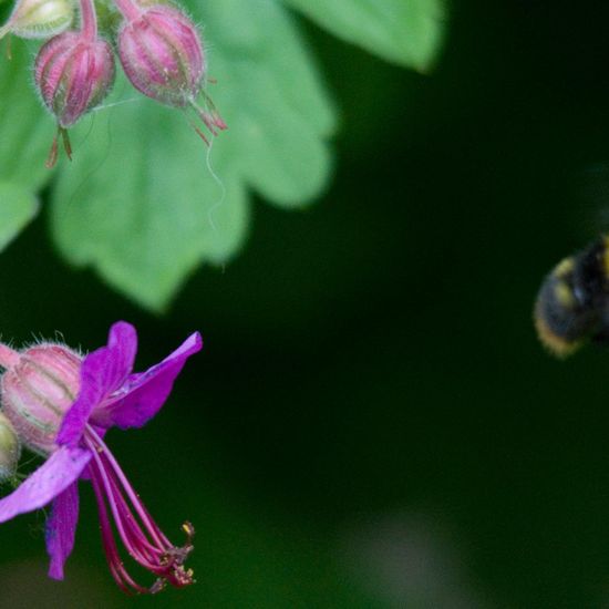 Wiesenhummel: Tier im Habitat Garten in der NatureSpots App