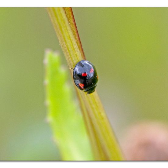 Asiatischer Marienkäfer: Tier im Habitat Ackerrandstreifen in der NatureSpots App