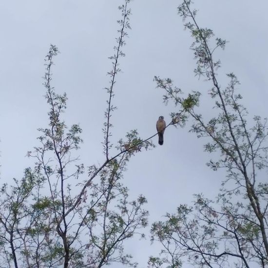 Common Kestrel: Animal in habitat Buffer strip in the NatureSpots App