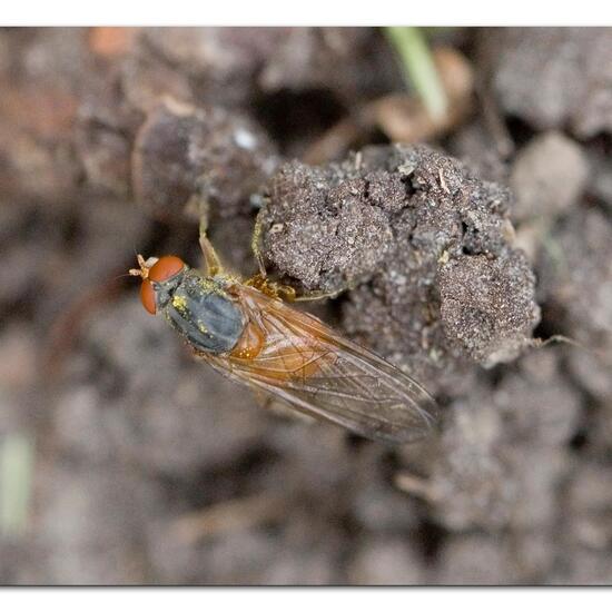 Brachyopa insensilis: Tier im Habitat Garten in der NatureSpots App