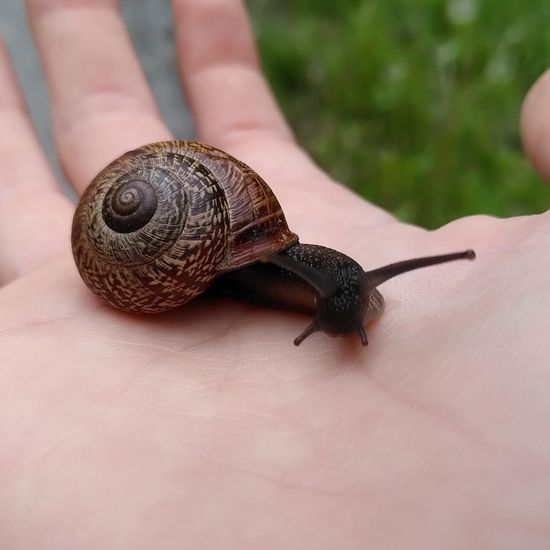 Gefleckte Schnirkelschnecke: Tier im Habitat Strasse/Verkehr in der NatureSpots App