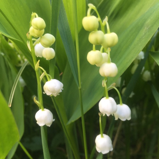 Convallaria majalis: Plant in habitat Garden in the NatureSpots App