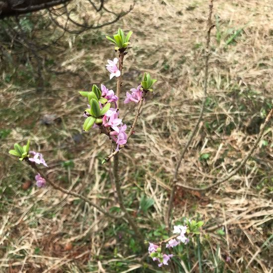 Daphne mezereum: Plant in habitat Mountain meadows in the NatureSpots App