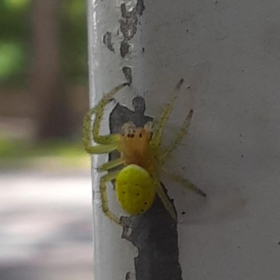 Kürbisspinne: Tier im Habitat Stadt und Garten in der NatureSpots App