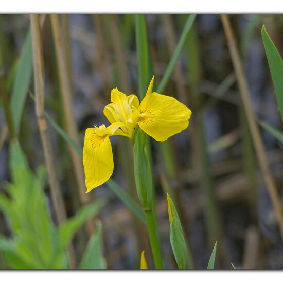 Iris pseudacorus: Plant in habitat Artificial freshwater in the NatureSpots App