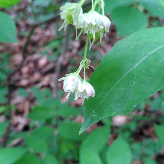 Staphylea pinnata: Plant in habitat Temperate forest in the NatureSpots App