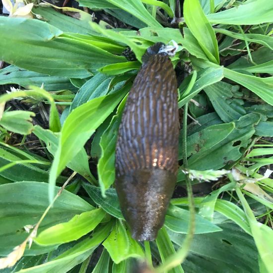 Spanish slug: Animal in habitat Brownfield land in the NatureSpots App