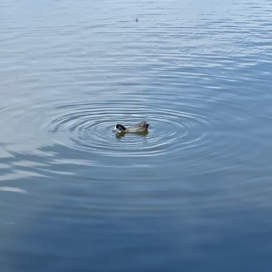 Black-faced Cormorant: Animal in habitat Lake in the NatureSpots App