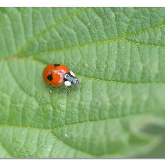 Asiatischer Marienkäfer: Tier im Habitat Ackerrandstreifen in der NatureSpots App