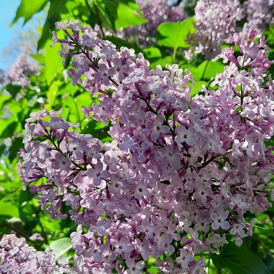 Syringa: Plant in habitat Garden in the NatureSpots App