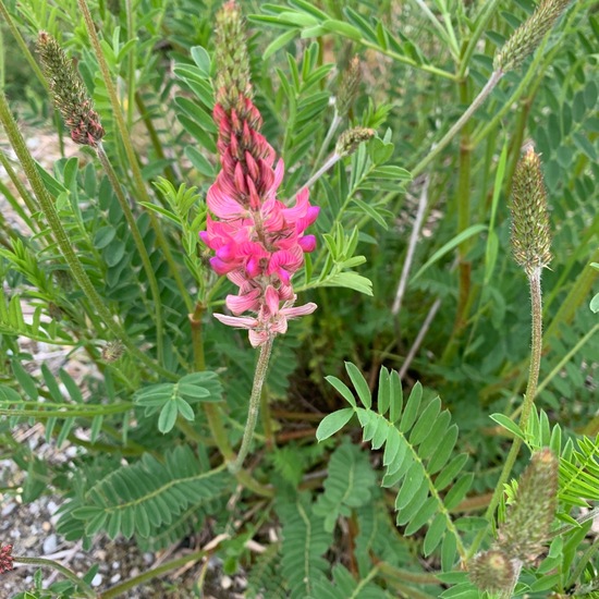 Onobrychis viciifolia: Plant in nature in the NatureSpots App