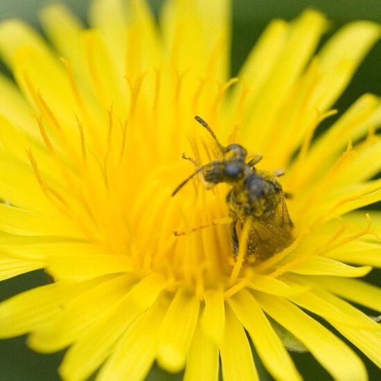 Tenthredo koehleri: Tier im Habitat Halb-natürliches Grasland in der NatureSpots App