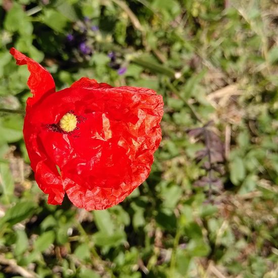 Klatschmohn: Pflanze im Habitat Park in der NatureSpots App