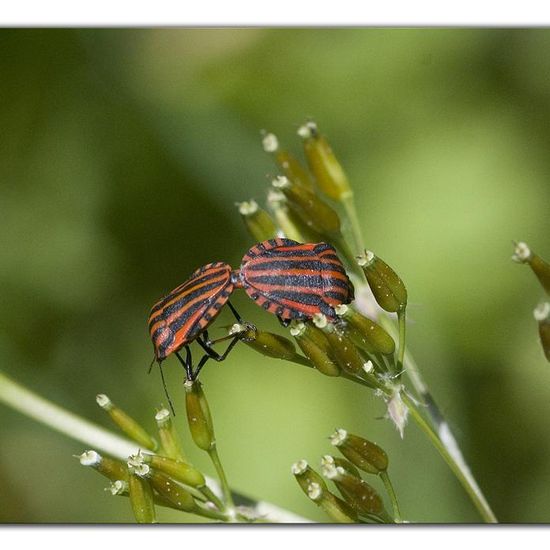 Graphosoma italicum: Tier im Habitat Naturnahe Wiese in der NatureSpots App