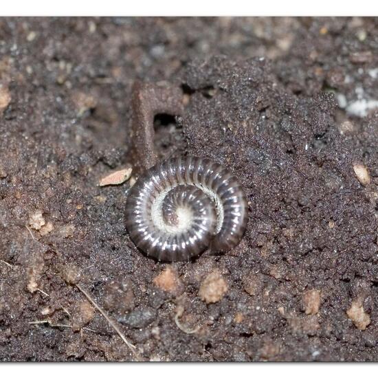 Tachypodoiulus niger: Tier im Habitat Wald in der NatureSpots App