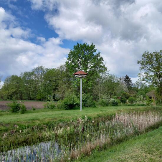 Haussperling: Tier im Habitat Ackerrandstreifen in der NatureSpots App