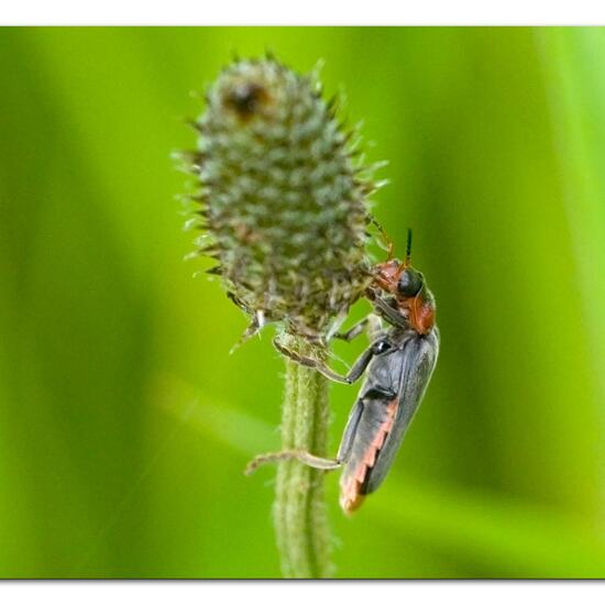 Gemeiner Weichkäfer: Tier im Habitat Landwirtschaftliche Wiese in der NatureSpots App