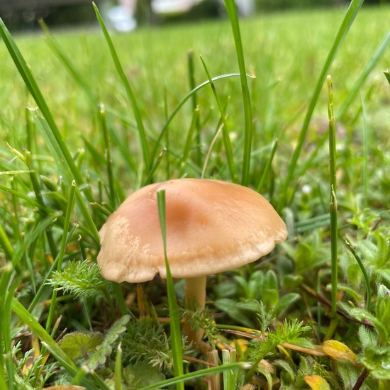 Eine unbekannte Art: Pilz in der Natur in der NatureSpots App