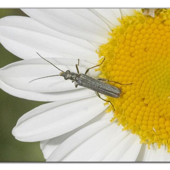 Grüner Scheinbockkäfer: Tier im Habitat Naturnahe Wiese in der NatureSpots App