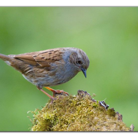 Heckenbraunelle: Tier im Habitat Garten in der NatureSpots App