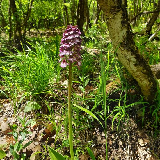 Orchis purpurea: Plant in nature in the NatureSpots App