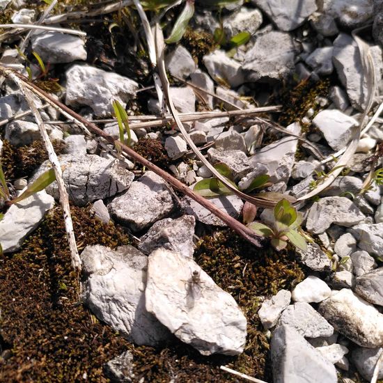 Eine unbekannte Art: Tier im Habitat Halb-natürliches Grasland in der NatureSpots App