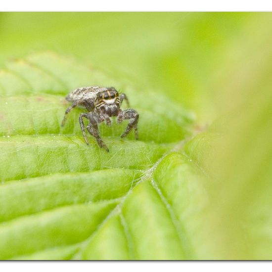 Macaroeris nidicolens: Tier im Habitat Garten in der NatureSpots App