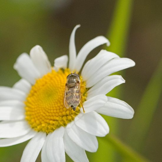 Eupeodes corollae: Tier im Habitat Ackerrandstreifen in der NatureSpots App